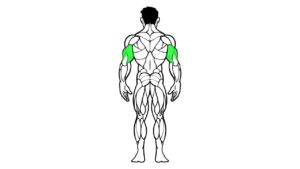Triceps